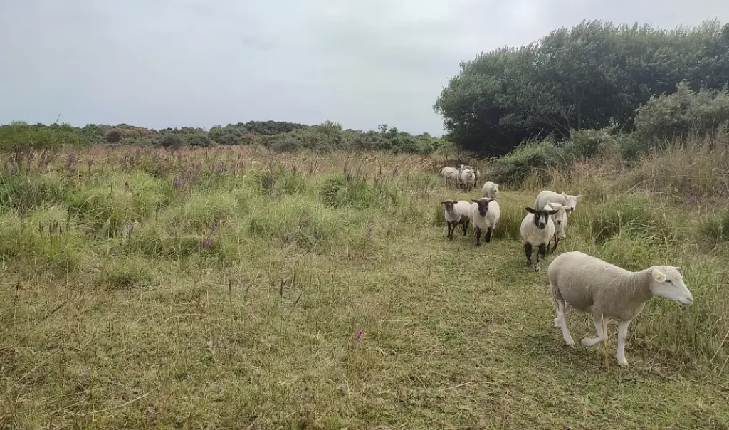 Photographie d'un pâturage ovins sur le site des Hemmes de Marck dans le Pas-de-Calais