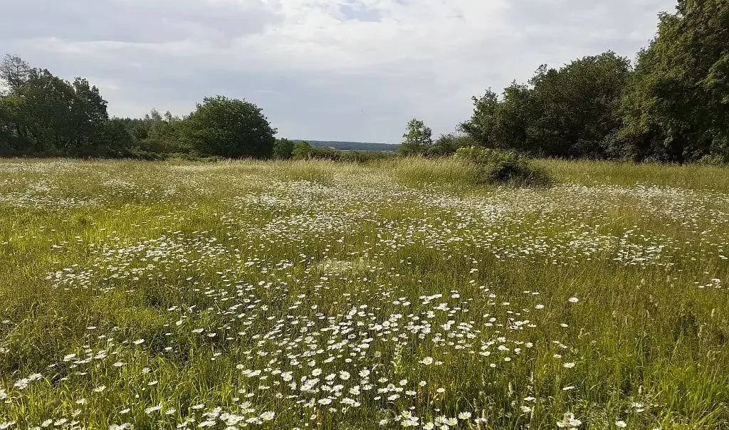 Photographie de la pelouse calcicole centrale fleuri de la Réserve Naturelle Régionale (RNR) des Monts de Baives (Nord)