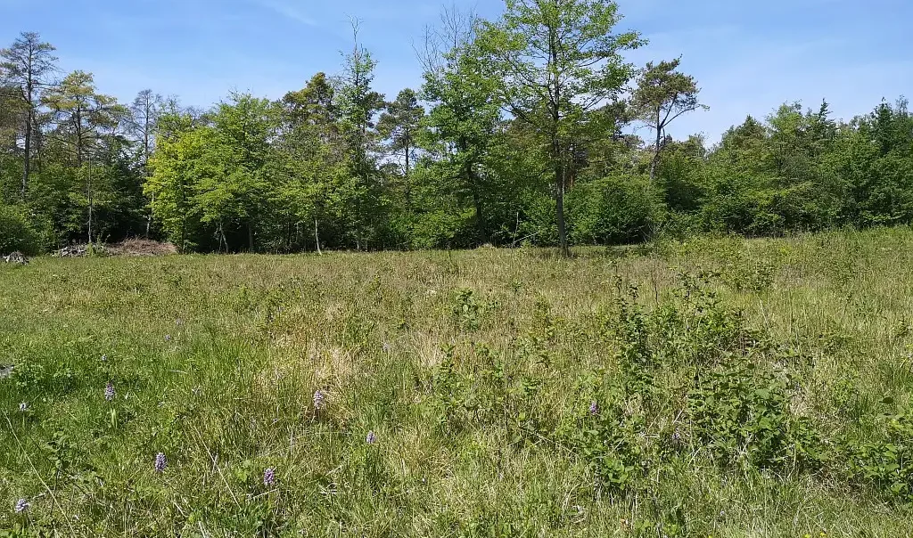 Pelouse de la Vallée Monnet, Cambronne-lès-Clermont (Oise)