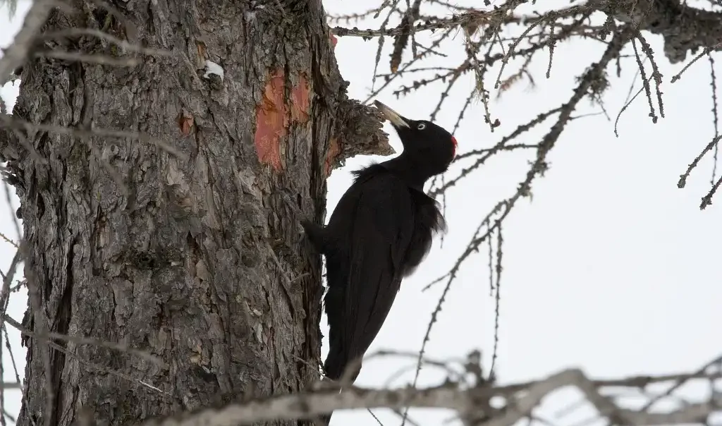 Photographie d'un Pic noir aussi appelé Dryocopus martius. Faune ; Oiseaux ; Picidés