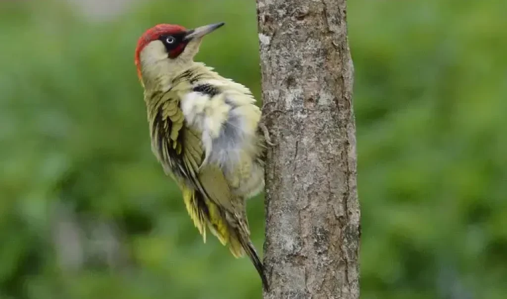 Photographie d'un Pic vert (Picus Viridis) sur un arbre