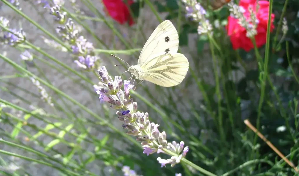 Photographie d'un Piéride du navet (Pieris napi).