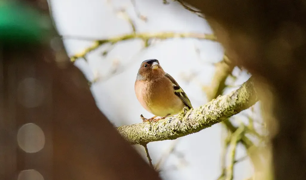 Photographie d'un Pinson des arbres (Fringilla coelebs)