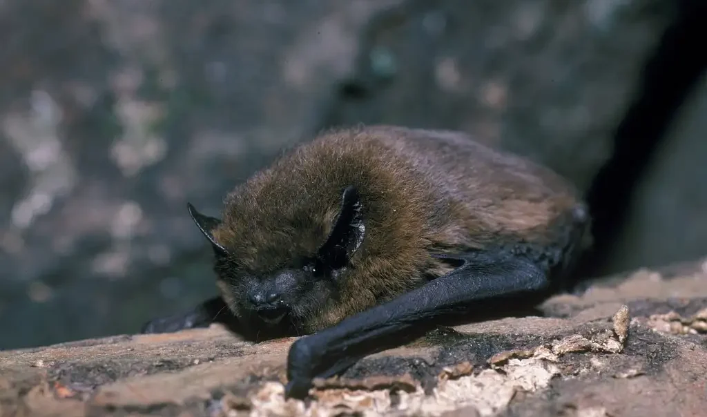 Photographie rapprochée d'une chauve-souris- Pipistrelle commune (Pipistrellus pipistrellus) posée