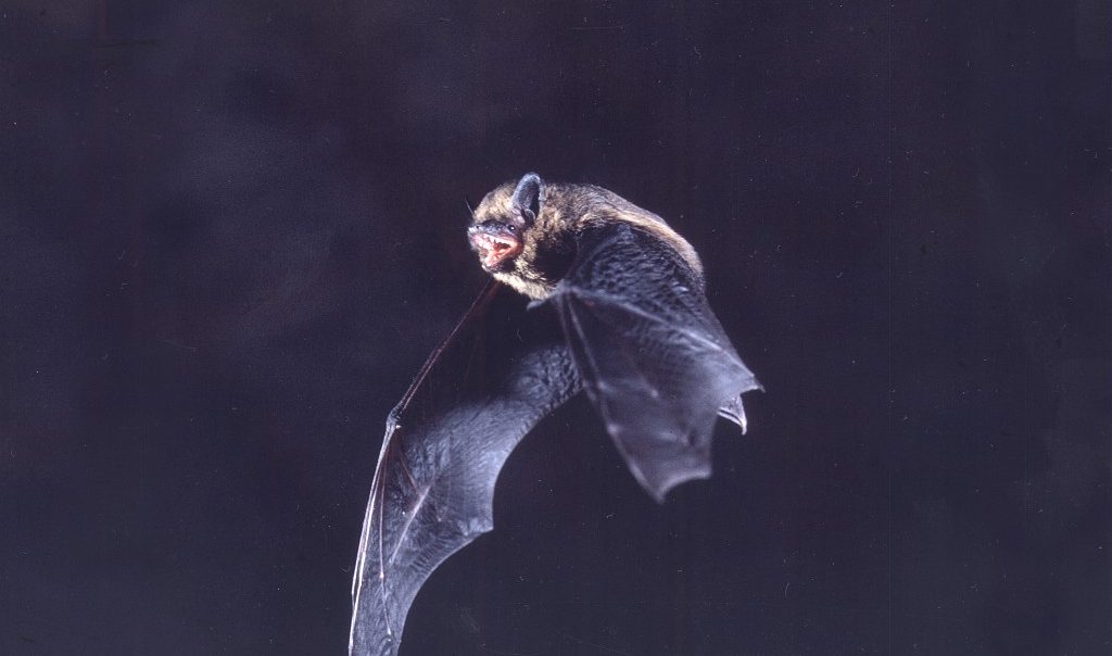 Photographie d'une chauve-souris Pipistrelle commune (Pipistrellus pipistrellus) volant dans la nuit