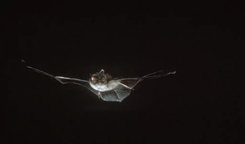 Photographie d'une chauve-souris Pipistrelle commune (Pipistrellus pipistrellus) volant dans la nuit