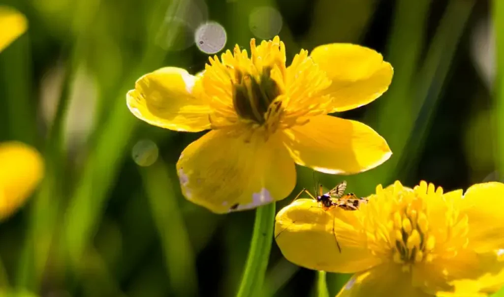 Photographie de la plante à fleur Populage des marais, ou Caltha palustris