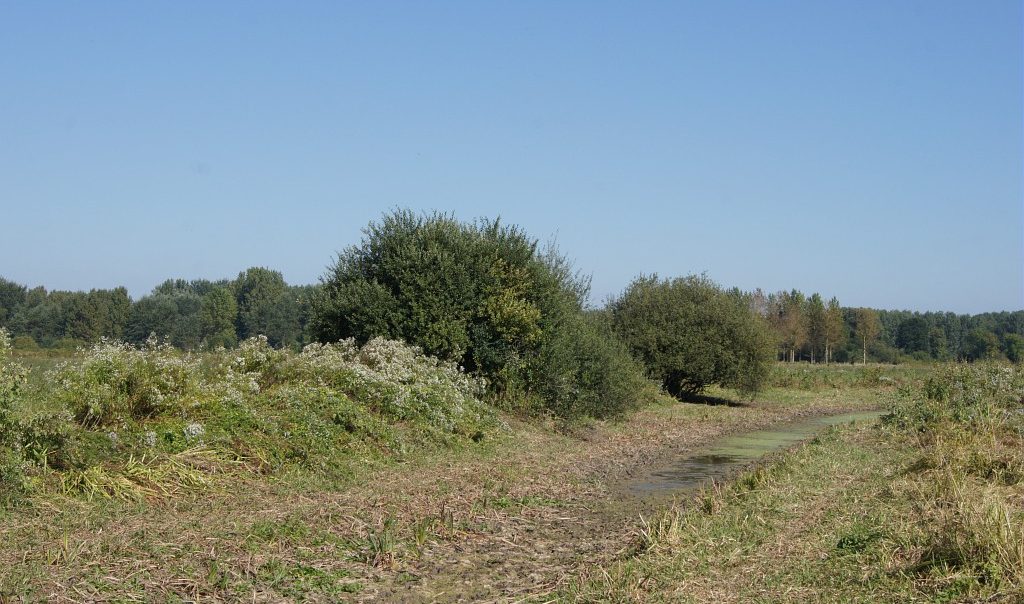 Photographie des prairies de Varesnes-Babœuf sur le site de La Grande Pièce et les Echelles dans l'Oise. Milieu naturel humide et herbacé. Zone inondable