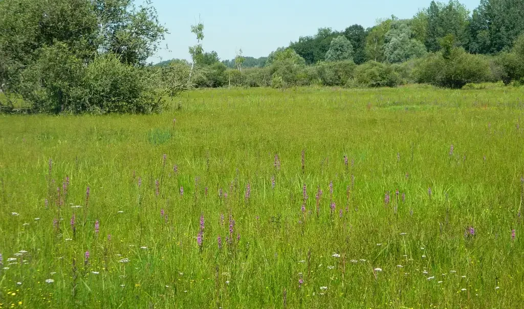 Photographie des propriétés départementales du Marais de Sacy (Oise)