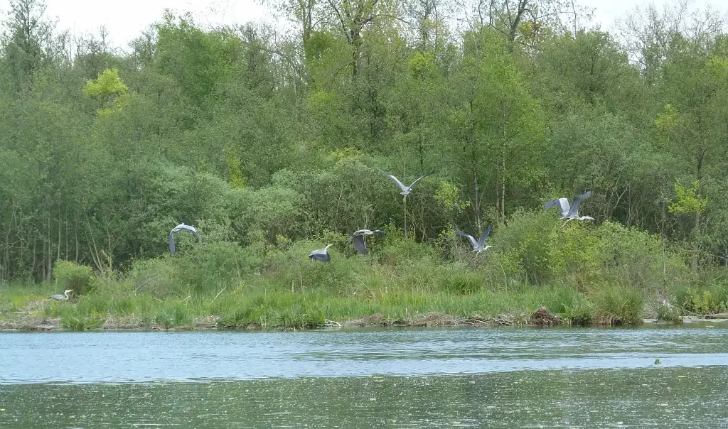 Photographie de la réserve naturelle nationale du Marais d'Isle à Saint-Quentin Rouvroy (Aisne). Des Hérons Cendrés volent au dessus de l'eau.