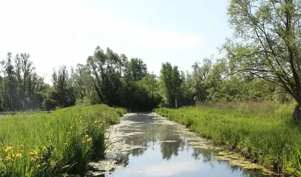 Photographie de la réserve naturelle nationale de la Tourbière alcaline de Marchiennes (Nord). Un milieu naturel et humide protégé dans les Hauts-de-France.
