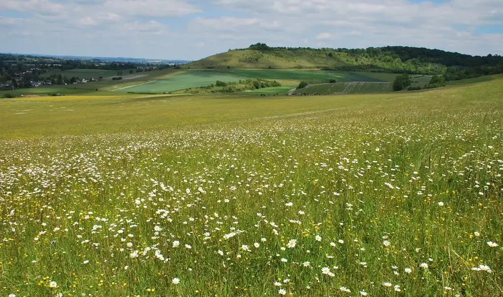 Photo de la réserve naturelle régionale (RNR) des Larris et Tourbières à Saint-Pierre-es-Champs, dans l'Oise. Pelouse fleurie et verdoyante