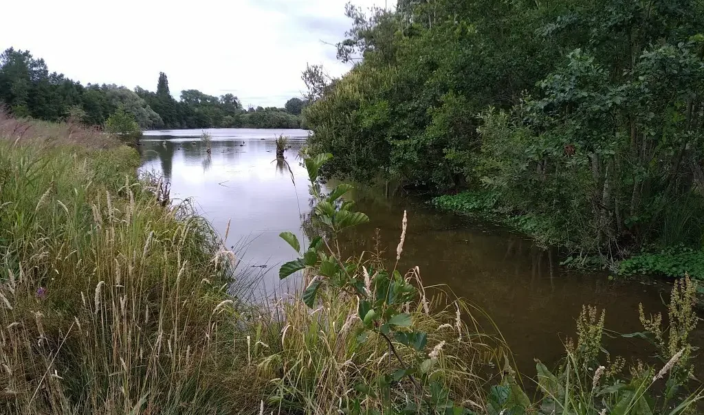 Photographie du plan d'eau de la Réserve naturelle régionale (RNR) du Marais de Cambrin, Annequin, Cuinchy et Festubert (Pas-de-Calais)