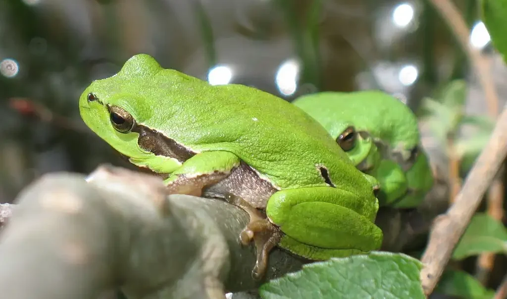 Photographie rapprochée d'une Rainette verte, ou Rainette arboricole (Hyla arborea)