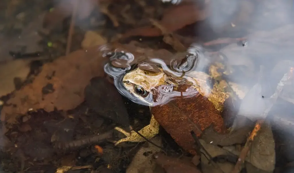 Photographie animalière rapprochée de l'espèce d'amphibien Rana Dalmatina, ou Grenouille Agile.