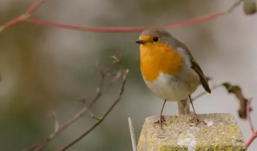 Photographie animalière d'un Rouge gorge (Erithacus rubecula) perché