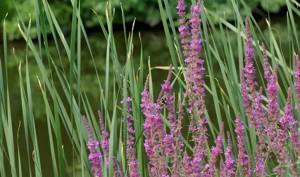 Salicaire (Lythrum salicaria)