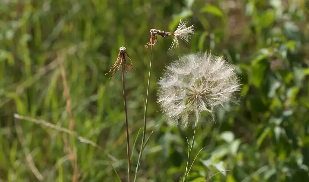 Salsifis des prés (Tragopognon pratensis)