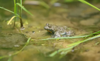 Sonneur à ventre jaune (Bombina Variegata)