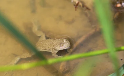 Sonneur à ventre jaune (Bombina variagata)