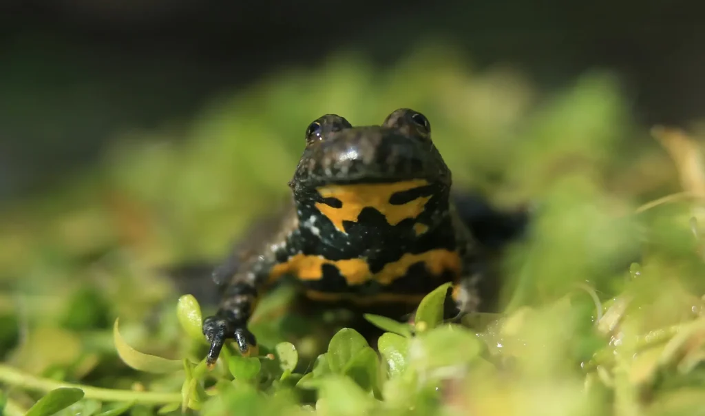Photographie animalière rapprochée du crapaud Sonneur à ventre jaune (Bombina variegata)