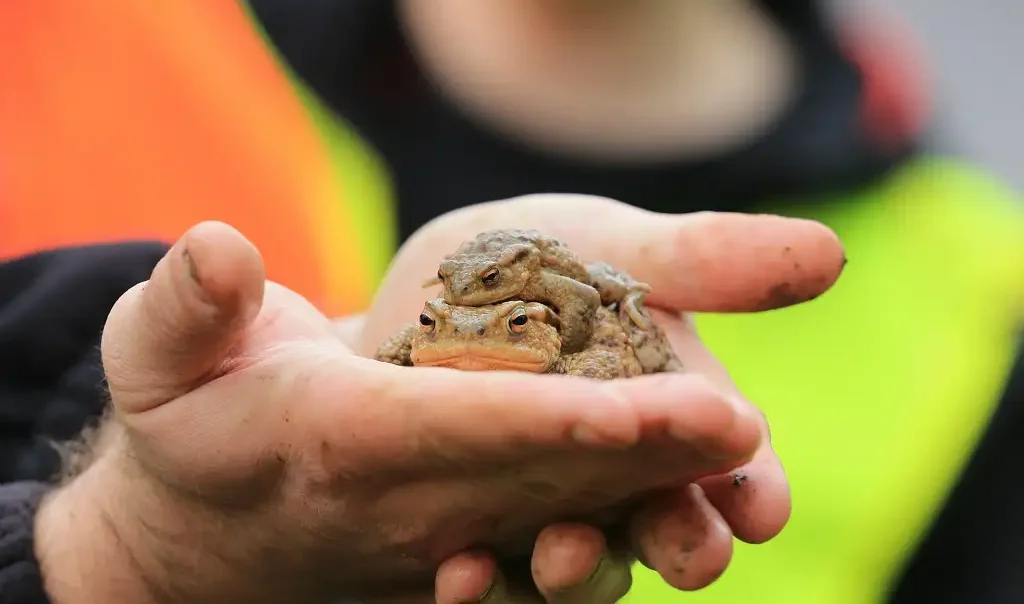 Photographie d'un crapaud de l'Etang de la Logette à Epieds (Aisne), dans des mains pour observation lors d'une sortie nature grand public pour découvrir les amphibiens