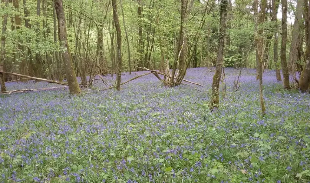Photographie d'un sous-bois à Jacinthes (aussi appelées Hyacinthoides non scripta) à l'Etang de La Galoperie à Anor