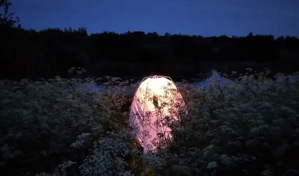 Suivi hétérocères tente - papillons de nuit