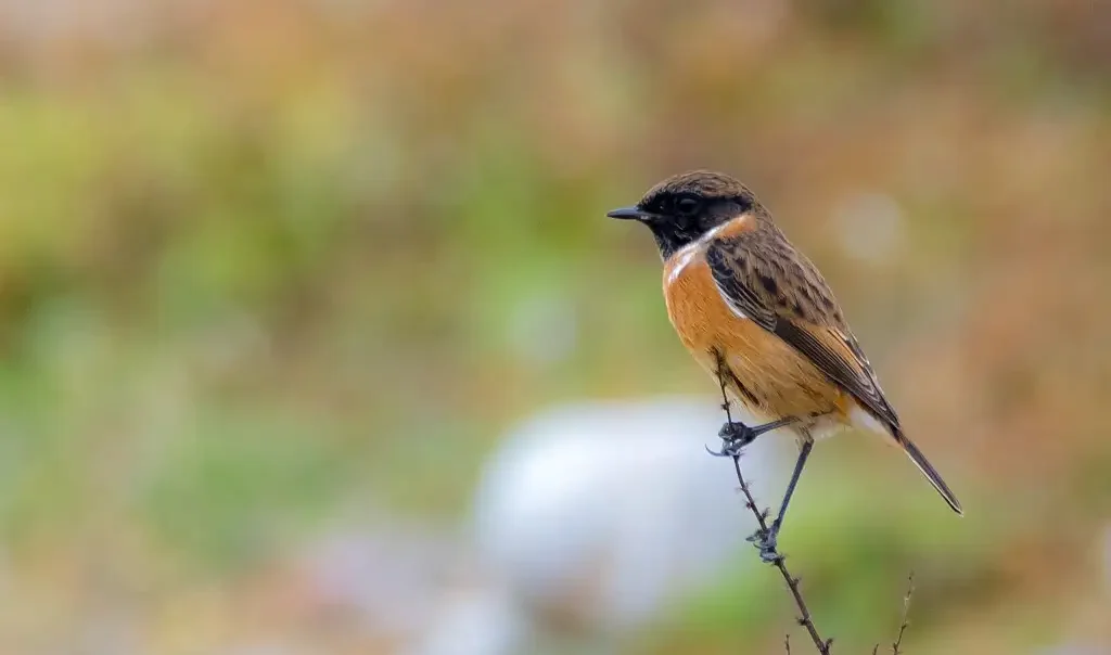 Photographie animalière de l'oiseau Saxicola rubicola (Tarier pâtre), perché sur une branche