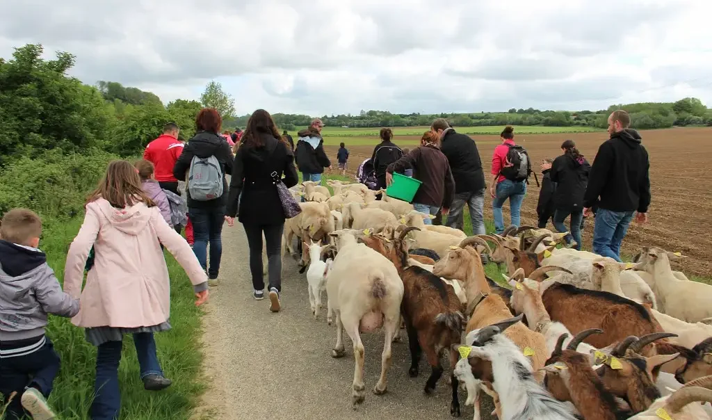 Photo de transhumance (pratique agricole traditionnelle consistant à déplacer les troupeaux entre pâturages d'été et d'hiver, essentielle pour l'engraissement et la reproduction du bétail) à la Réserve naturelle régionale - Les Riez de Nœux-lès-Auxi (Pas-de-Calais)