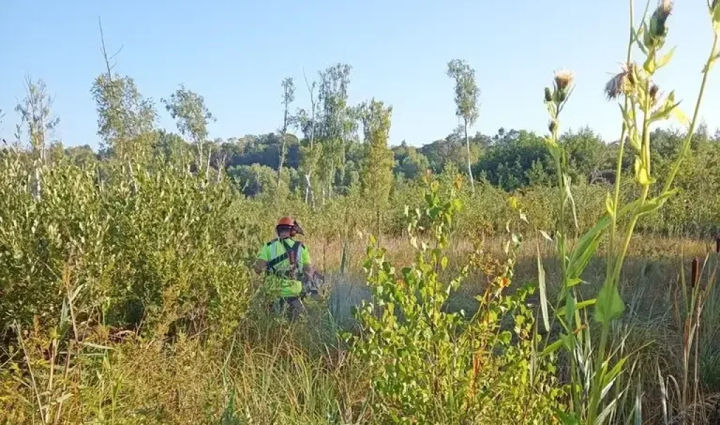Photographie de travaux de débroussaillage des mares sur le site de la Réserve naturelle nationale (RNN) de l'Etang Saint-Ladre (Somme)