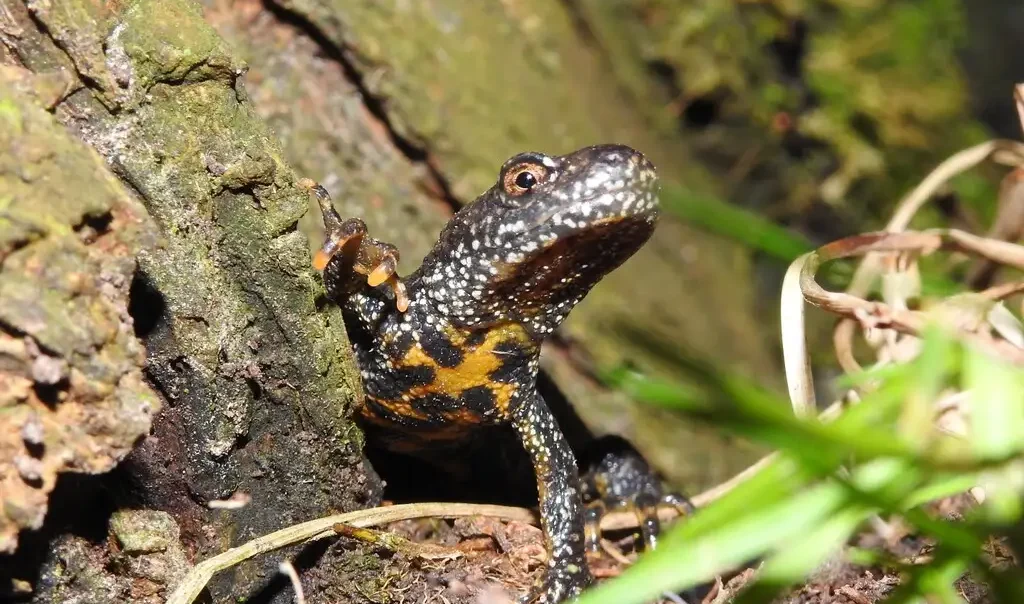 Photographie rapprochée d'un triton crêté (Triturus cristatus)