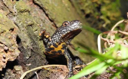 Photographie rapprochée d'un triton crêté (Triturus cristatus)