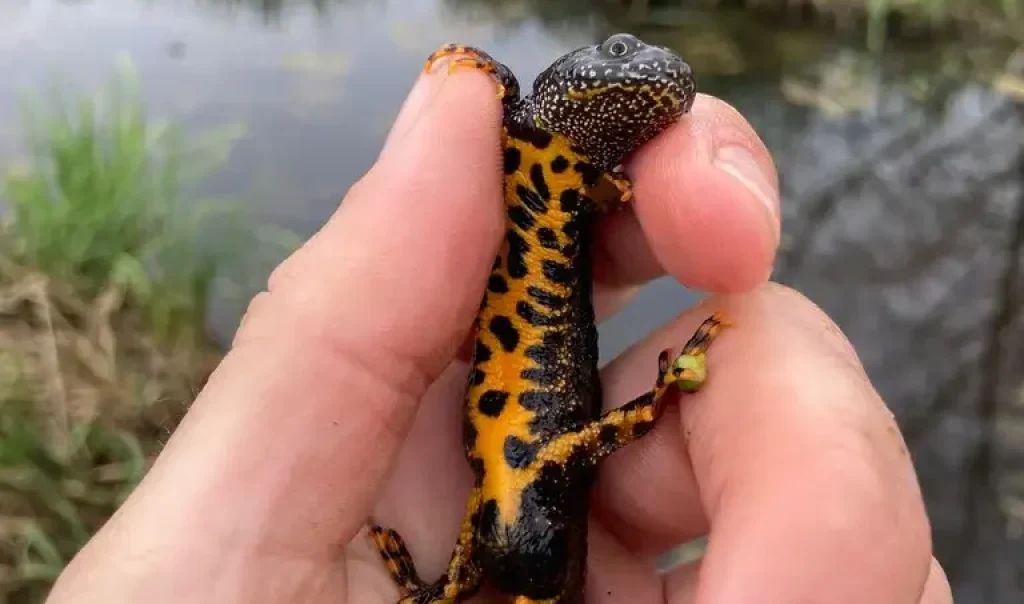 Photographie d'un triton, Triturus cristatus attrapé sur le site RNR de Pantegnies à Pont-sur-Sambre (Nord)