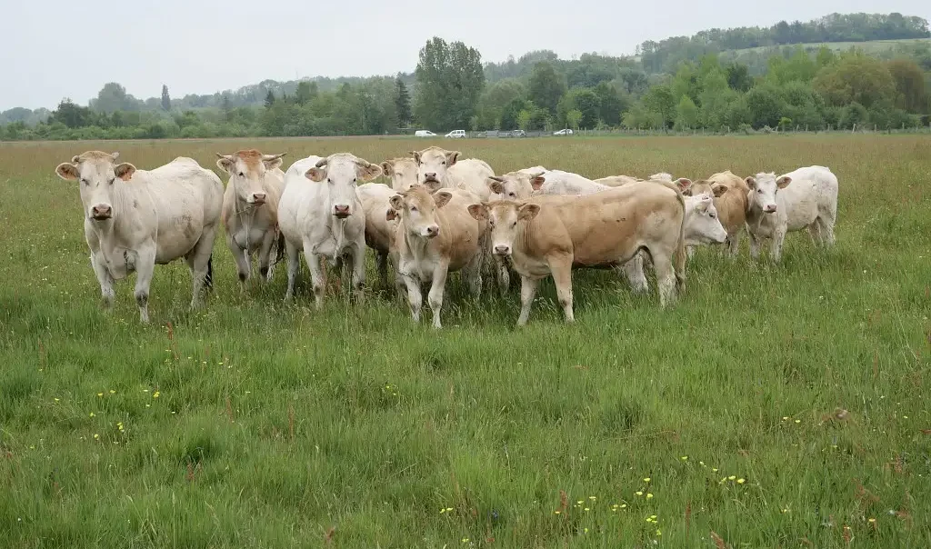 Photographie d'un troupeau de vaches Blondes d'aquitaine dans un pâturage