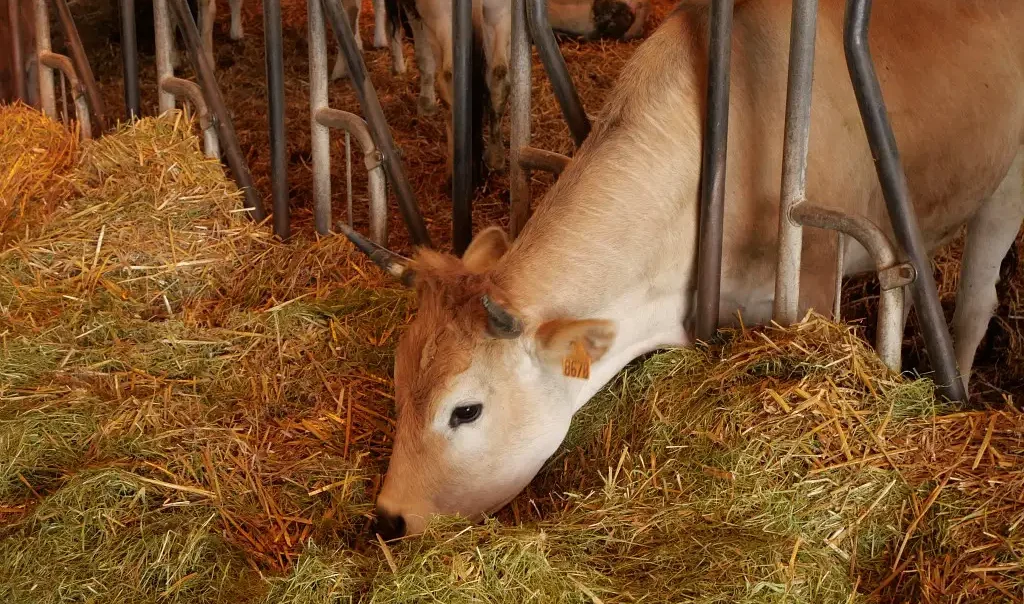 Photographie d'une vache nantaise de la ferme du lycée du Paraclet qui mange