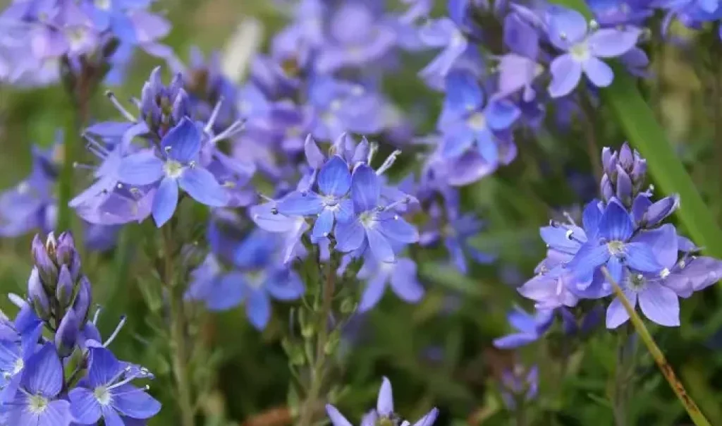 Photographie de fleurs Véronique de Scheerer (Veonica scheereri), prise sur le Coteau du Châtel, Feigneux (Oise)