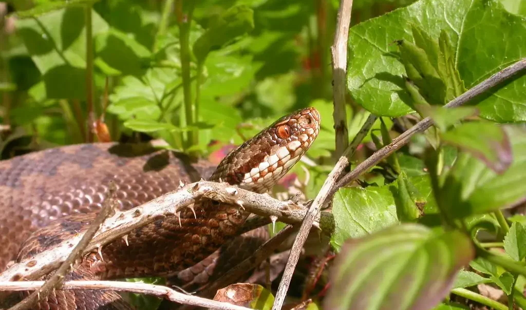 Photographie rapprochée d'une Vipère péliade (Vipera berus)