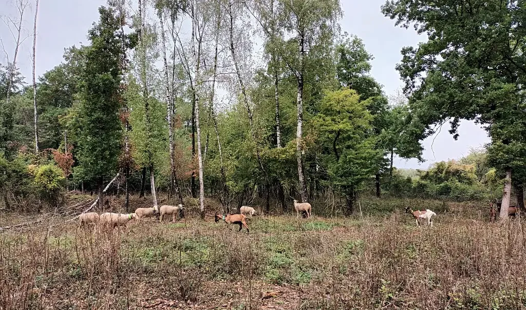 Photographie du Mont de Wallers / des Monts de Baives à Wallers-en-Fagne dans les Hauts-de-France. Photographie d'un pâturage de Caprin / Ovin
