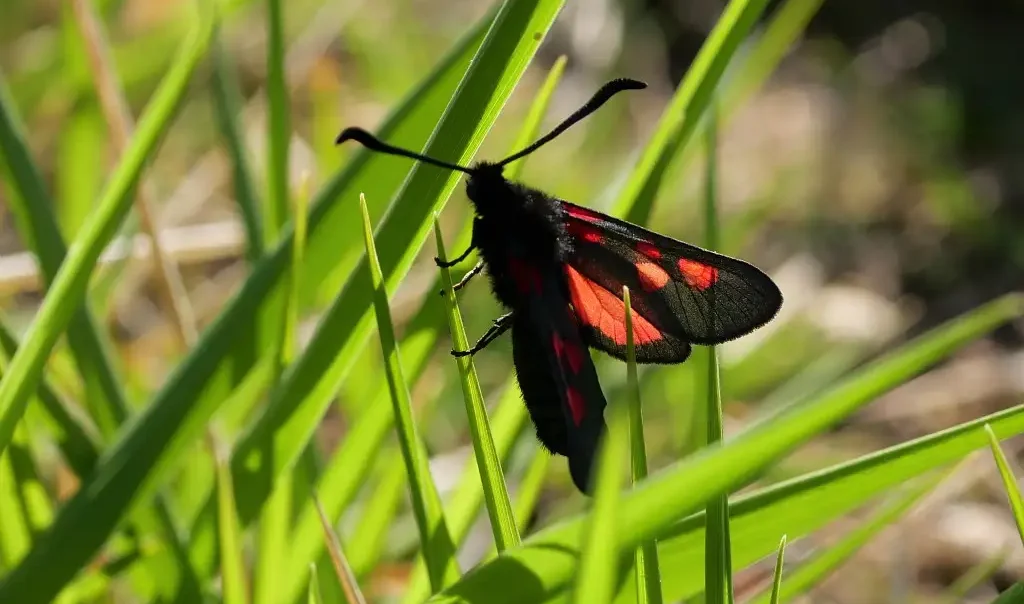 Photographie rapprochée du papillon Zygène du Trèfle (Zygaena trifolii). Photo prise au Fond Mont Joye à Dury/Saint-Fuscien (Somme)