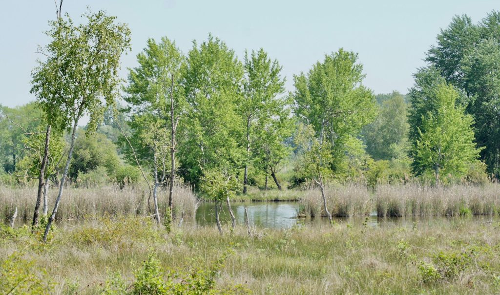 Propriétés départementales du Marais de Sacy (Oise), ©R. Monnehay