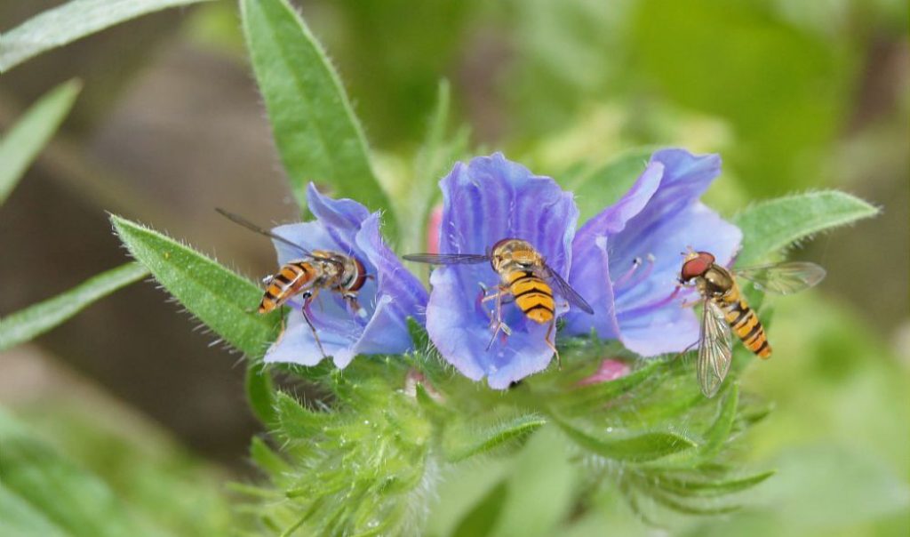 Syrphes sur une fleur