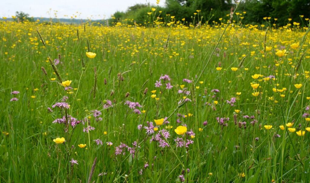 Prairie fleurie